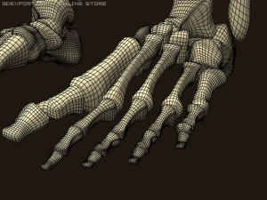 skeleton 3D Model