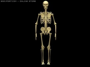 szkielet Model 3D