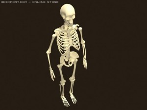 skeleton 3D Model