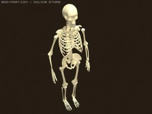 szkielet Model 3D