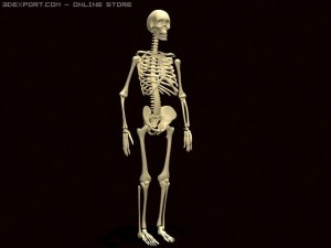 skeleton 3D Model