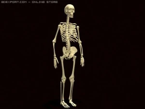 szkielet Model 3D