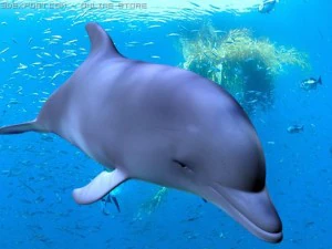 delfino Modello 3D