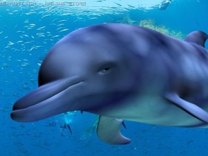 dolphin 3Dモデル
