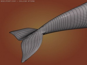 dolphin 3Dモデル