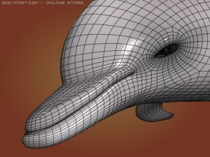 dolphin 3Dモデル