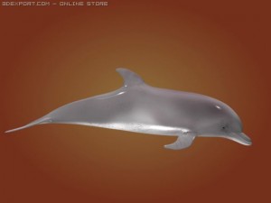 dolphin 3Dモデル