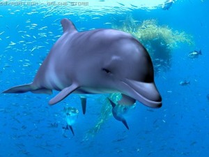 dolphin 3Dモデル
