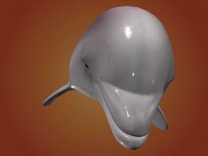 dolphin 3Dモデル