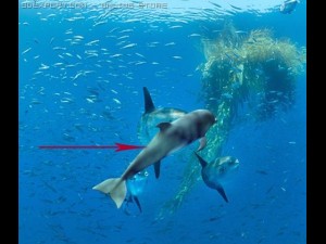 dolphin 3Dモデル