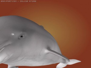 dolphin 3Dモデル