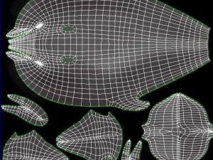 dolphin 3Dモデル