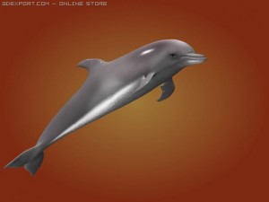 dolphin 3Dモデル