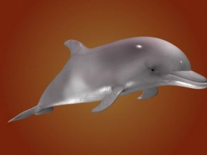 dolphin 3Dモデル