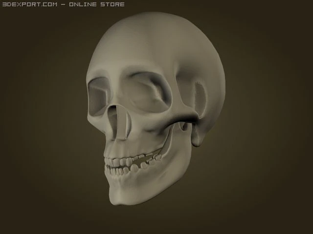 skull 3D Model .c4d .max .obj .3ds .fbx .stl .blend 
