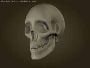skull Model 3D