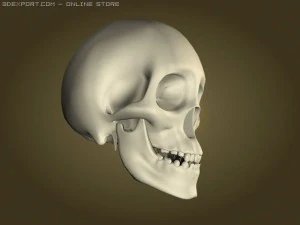skull 3D Model