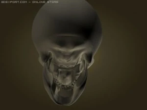 skull 3D Model