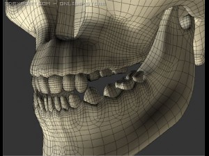 skull Modelo 3D