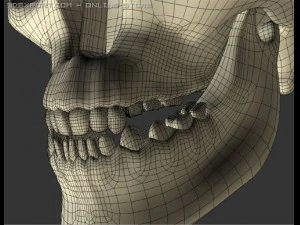 skull 3D Model