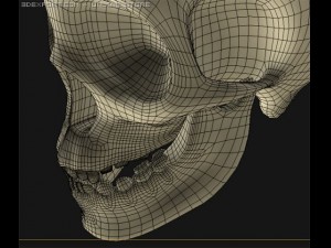 skull Modelo 3D