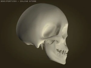 skull 3D Model