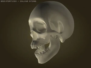 skull 3D Model