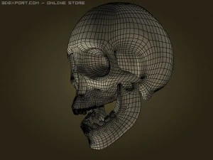 skull 3D Model