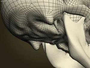 skull 3D Model
