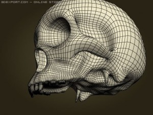 skull Modelo 3D