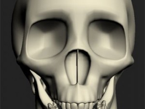 skull Modelo 3D