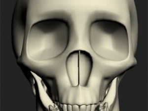 skull 3D Model