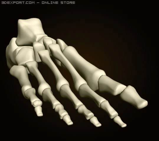 footbones 3D Model .c4d .max .obj .3ds .fbx .stl .blend
