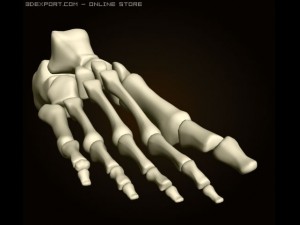 footbones 3D Model