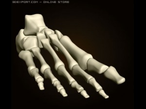 footbones Model 3D