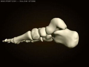 footbones 3D Model