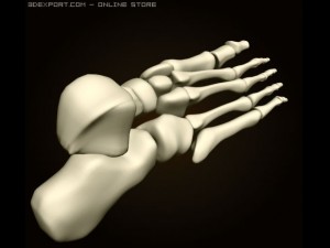 footbones 3D Model