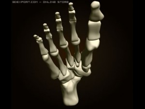 footbones 3D Model