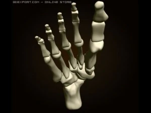 footbones 3D Model
