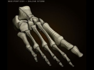 footbones 3D Model