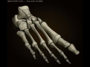 footbones 3D Model