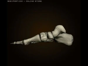 footbones 3D Model