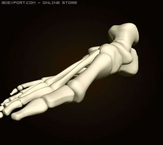 Footbones 3d Model In Anatomy 3dexport