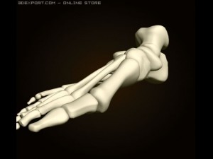 footbones 3D Model