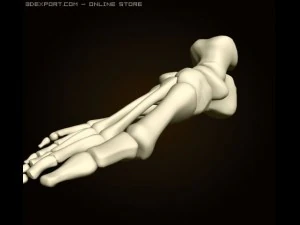 footbones 3D Model