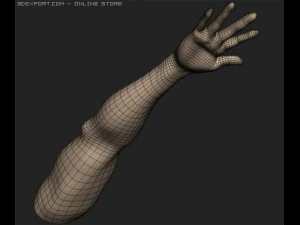 arm 3D Model