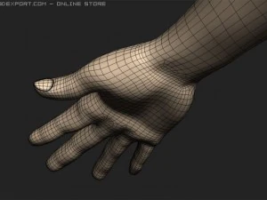 arm 3D Model