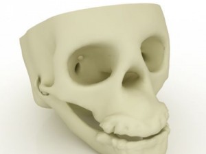 human skull 3D 模型