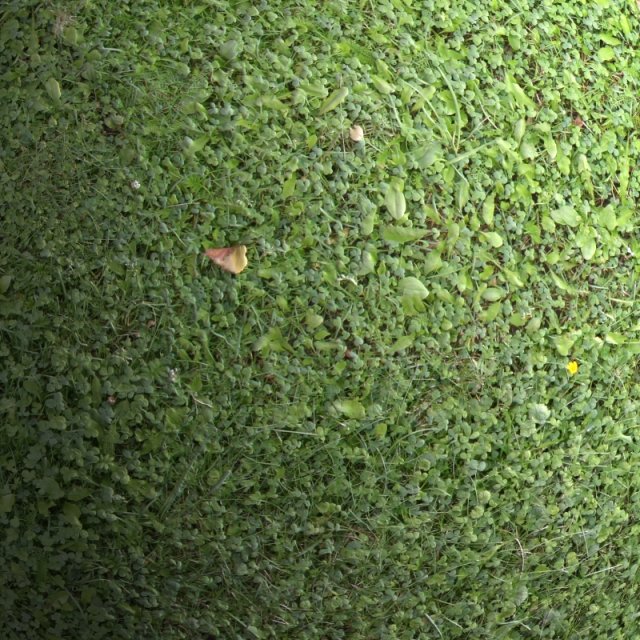 grass 01 CG 텍스쳐 .c4d .max .obj .3ds .fbx .stl .blend 
