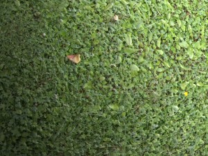 grass 01 Texturas CG